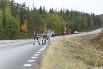 Autumn migration of reindeer on the roads with traffic in northern Sweden
