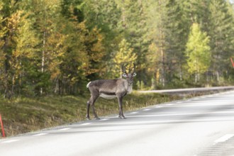 Reindeer standing on the side of the road in northern Sweden in autumn