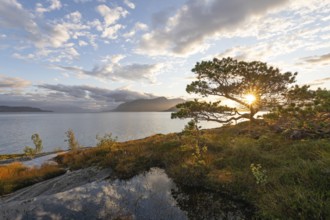 Scots pine with sun stars on the Norwegian fjord. Sunrise at Bodø, Nordland, Norway