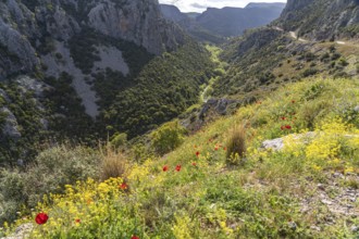 The Manikia Gorge on the island of Euboea or Evia, Greece