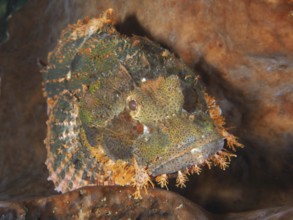 A vividly colored fringed dragon head (Scorpaenopsis oxycephalus) lies camouflaged in the reef with