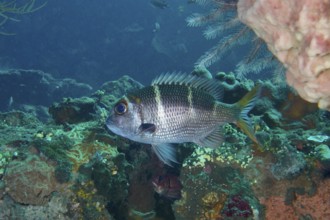A bigeye snapper (monotaxis heterodon), snapper, swims close to the bottom of the sea. USAT Liberty
