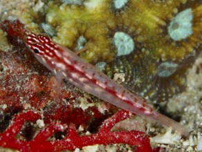 A small red fish, hairfin dwarf gown (Eviota prasites), dwarf gown, is found on the coral floor.
