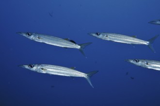 Four elongated fish, bigeye barracuda (Sphyraena forsteri), swim through deep blue water. Toyapakeh
