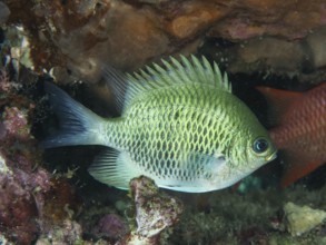 A light green antler coral reefass (Amblyglyphidodon curacao) swims in coral reefs. Close