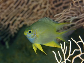 A blue and yellow golden reeffish (Amblyglyphidodon aureus) swims in front of a coral formation.