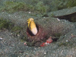 Yellow striped mimicry sabre-hagefish (Petroscirtes breviceps) peeks out of an empty bottle in the