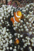 Two false clownfish (Amphiprion ocellaris) swim between the tentacles of a sea anemone in the coral