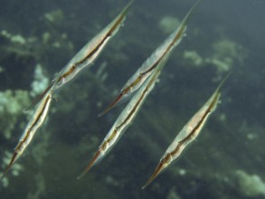 Group of fish, striped snipefish, razorfish (Aeoliscus strigatus), swims underwater in vertical