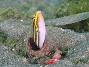 Small fish, striped mimicry sabre slime (Petroscirtes breviceps), emerges from an empty bottle in