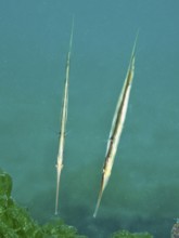 Two slender fish, striped snipefish, razorfish (Aeoliscus strigatus), float vertically in the
