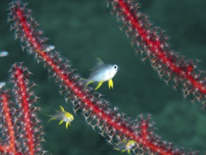Golden reeffish (Amblyglyphidodon aureus) juvenile move between red coral branches