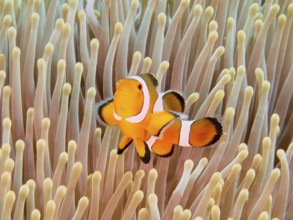 A false clownfish (Amphiprion ocellaris) swims between the living tentacles of a sea anemone. Close