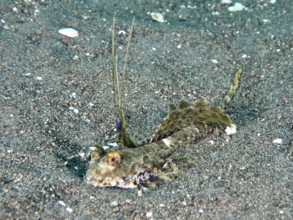 An exotic fish, finger lyrefish, giant lyrefish (Dactylopus dactylopus), lies on a sandy seabed.
