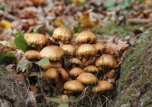Sparry Schüppling (Pholiota squarrosa), group growing between tree trunks, North Rhine-Westphalia,
