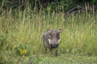 Warthog (Phacochoerus africanus), Ziwa Rhino Sanctuary, Uganda