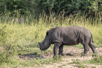 Southern white rhino (Ceratotherium simum simum), juvenile, Ziwa Rhino Sanctuary, Uganda