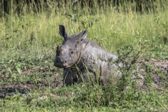 Southern white rhino (Ceratotherium simum simum), young animal lying in a mud bath, Ziwa Rhino