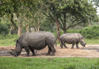 Southern white rhino (Ceratotherium simum simum), two animals at a watering hole, Ziwa Rhino