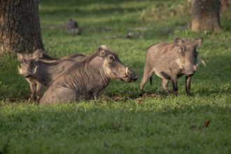 Warthogs (Phacochoerus africanus), Ziwa Rhino Sanctuary, Uganda