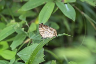 Butterfly, leaf butterfly (Kallima) sitting on blade of grass, Ziwa Rhino Sanctuary, Uganda