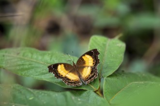 Butterfly Junonia terea sitting on leaf with wings spread out, Ziwa Rhino Sanctuary, Uganda
