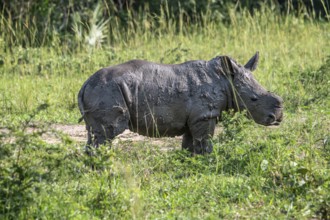 Southern white rhino (Ceratotherium simum simum), juvenile after mud bath, Ziwa Rhino Sanctuary,
