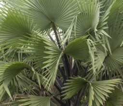 African fan palm (Borassus aethiopum), detail, leaves, Ziwa Rhino Sanctuary, Uganda