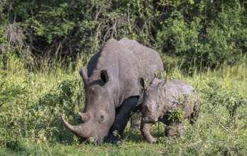 Southern white rhino (Ceratotherium simum simum) with juvenile, Ziwa Rhino Sanctuary, Uganda