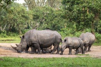 Southern white rhino (Ceratotherium simum simum), several animals at a watering hole, Ziwa Rhino