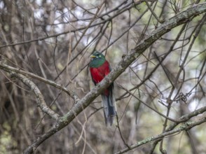Narinatrogon (Apaloderma narina) sitting in a tree, Ziwa Rhino Sanctuary, Uganda