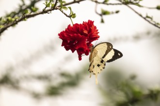 African swallowtail (Papilio dardanus) on red flower, Ziwa Rhino Sanctuary, Uganda