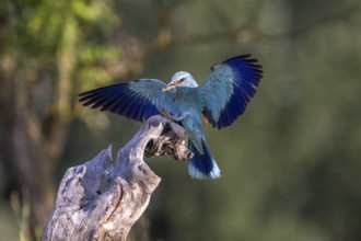 Blue racke (Coracias garrulus), bird, approaching tree trunk, Kiskunsag National Park, Hungary