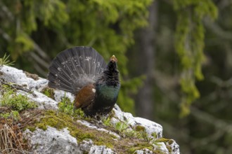 Grouse (Tetrao urogallus), bird, courting in the forest, Koroska, Slovenia