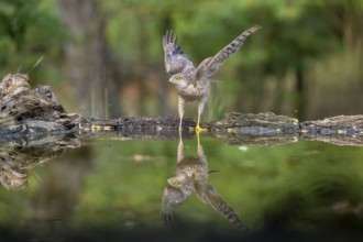 Sparrowhawk (Accipter nisus), near waterhole, with reflection, Kiskunsag, Hungary