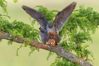 Red-footed falcon (Falco vespertinus) copulation on branch, Kiskunsag National Park, Hungary
