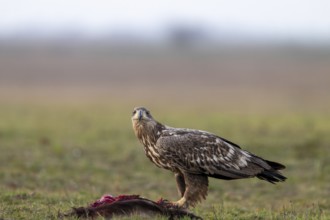 White-tailed eagle (Haliaeetus albicilla), bird, sideways, on prey, in the meadow, Kiskunsag