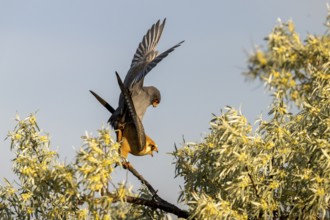 Red-footed falcon (Falco verspertinus), bird copulating on tree, Kiskunsag National Park, Hungary