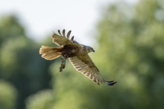 Harrier (Circus aeruginosus), bird, flying with frog in the clutches, Danube Delta, Romania