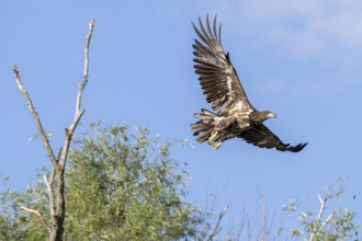 White-tailed eagle (Haliaeetus albicilla), bird, departing from Ast, Danube Delta, Romania