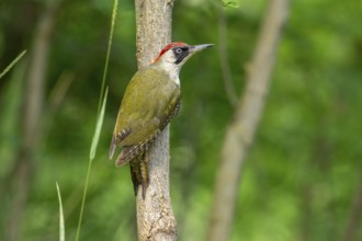 Greeting woodpecker (Picus viridis), female, sideways, on tree trunk, Kiskunsag National Park,