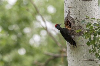 Black woodpecker (Dryocopus martius), male on a tree in front of nesting cave feeding young birds,