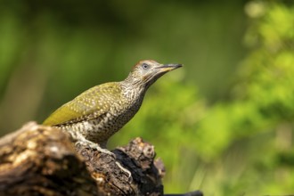 Greeting woodpecker (Picus viridis), bird, juvenile, sideways, on tree trunk, Kiskunsag National