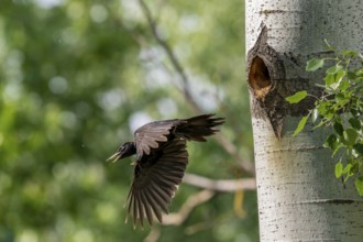 Black woodpecker (Dryocopus martius), male approaching a tree to the brood cave, Tiszaalpar,