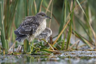 Night heron (Nycticorax nytricorax), juvenile, bird, in reeds, Kiskunsag National Park, Hungary