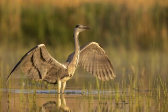 Grey heron (Ardea cinerea), bird, in water, morning light, Subotica, Serbia
