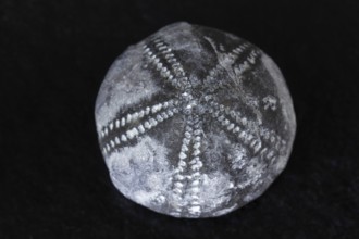 Detailed view of sea urchin fossil found in Rügen Germany