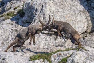 Two Capricorns (Capra ibex), male, fighting in the rock face, Alpstein, Appenzell, Switzerland