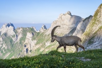 Steinbock (Capra ibex) in front of mountain panorama, male, Alpstein, Appenzell, Switzerland