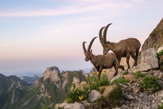 Two ibexes (Capra ibex) in front of mountain panorama, male, Alpstein, Appenzell, Switzerland